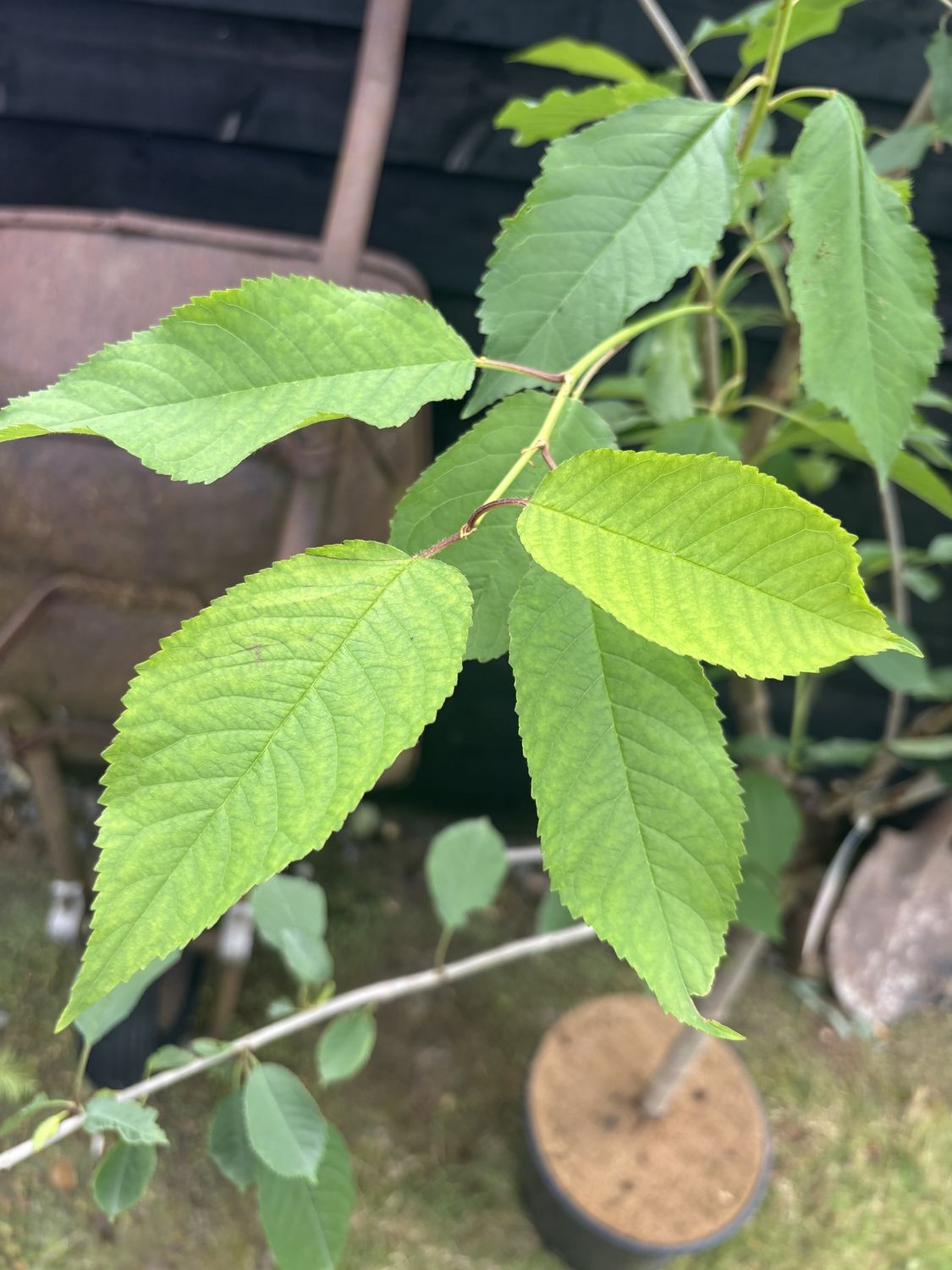 PRUNUS &#39;Sunburst&#39; / Fruiting Cherry