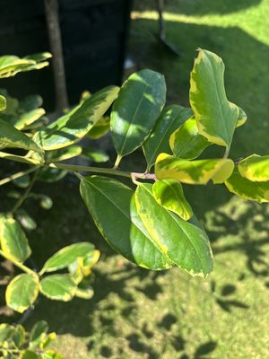Variegated Holly — view 2