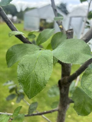 Plum — view 2