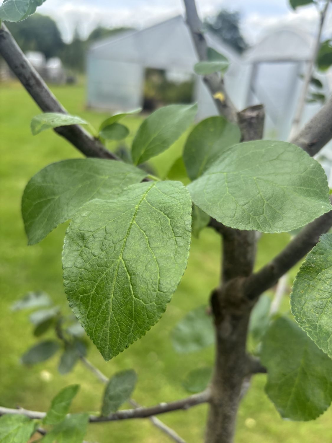 PRUNUS domestica &#39;Victoria&#39; / Plum