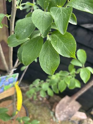 Fruiting Cherry — view 2