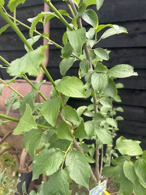 Fruiting Cherry — view 3