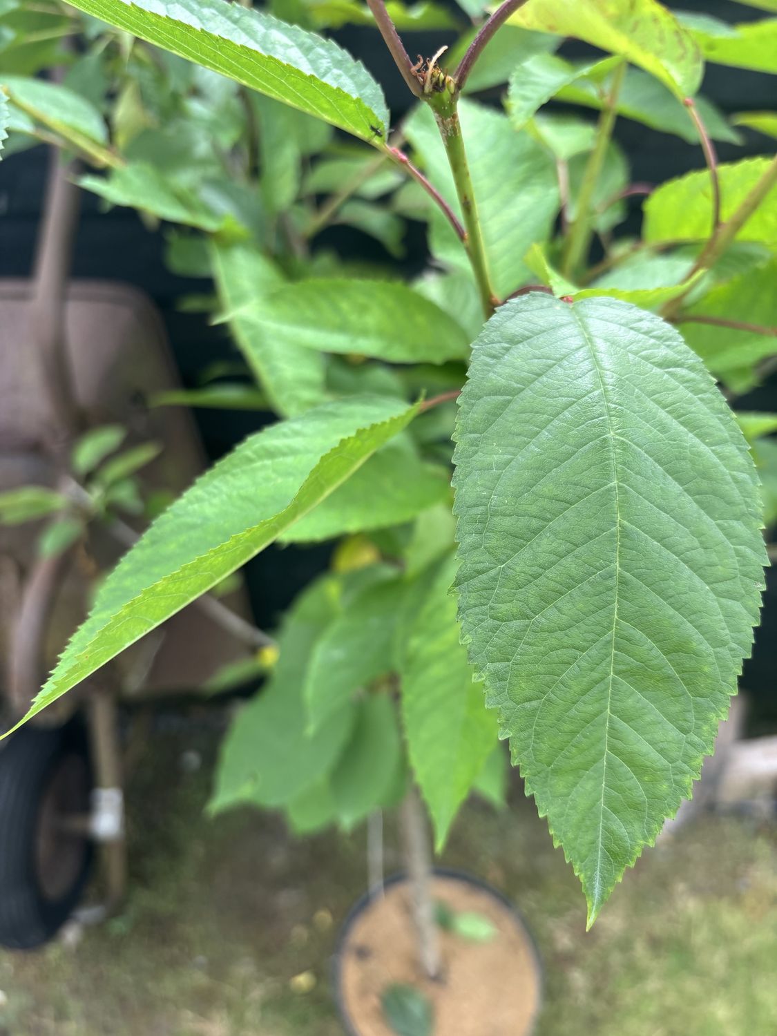 PRUNUS &#39;Stella&#39; / Fruiting Cherry