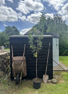 PYRUS communis &#39;Williams&#39; / Williams Pear