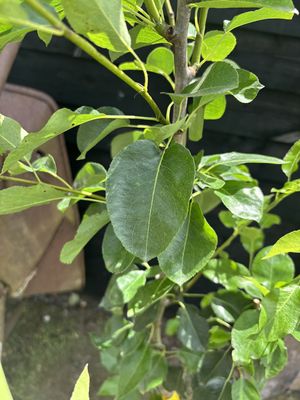 Comice Pear — view 2