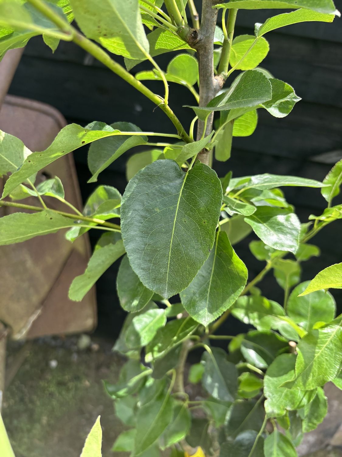 PYRUS domestica &#39;Doyenne du Comice&#39;/ Comice Pear