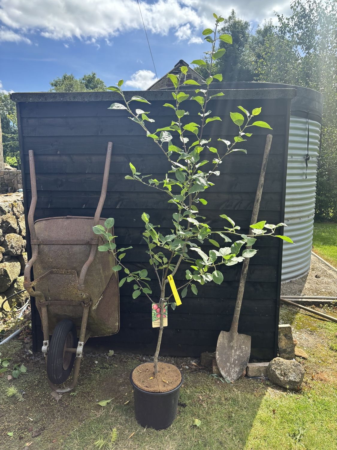 MALUS domestica &#39;Summerred&#39; / Apple