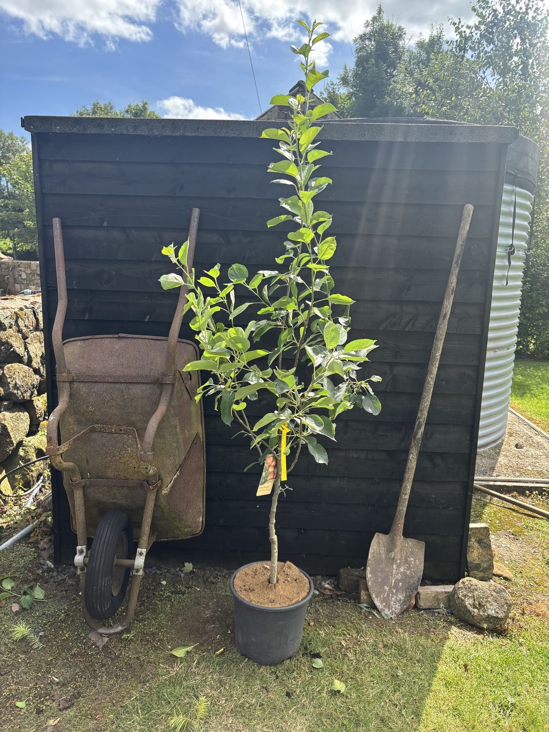 MALUS domestica &#39;Charles Ross&#39; / Apple