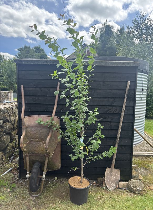 Fruiting Cherry tree for sale UK