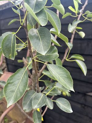 Williams Pear — view 2
