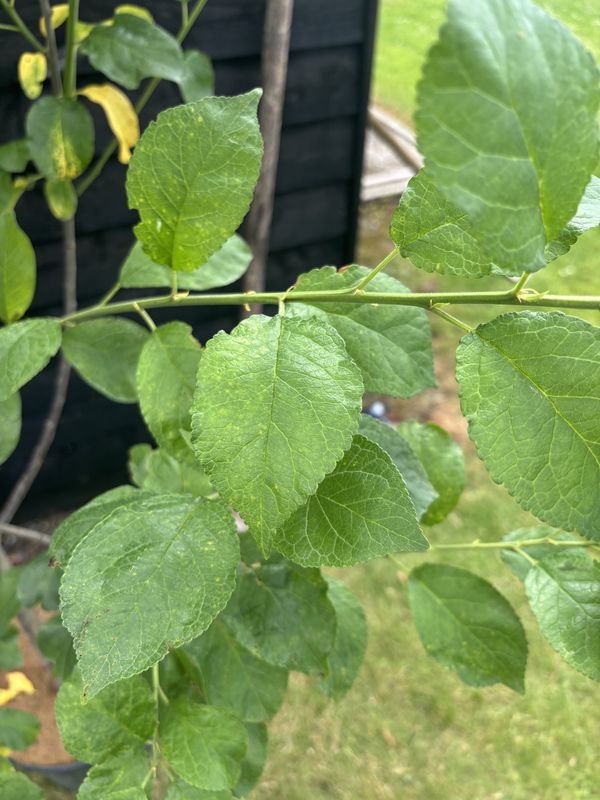 Plum tree for sale UK