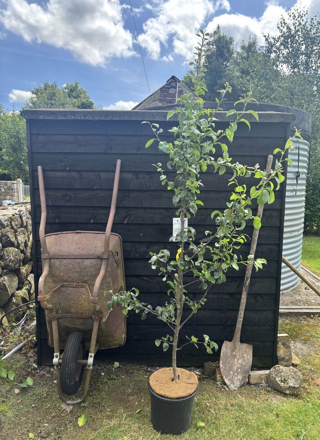 PYRUS communis ‘Beurre Hardy’ / Beurre Hardy Pear