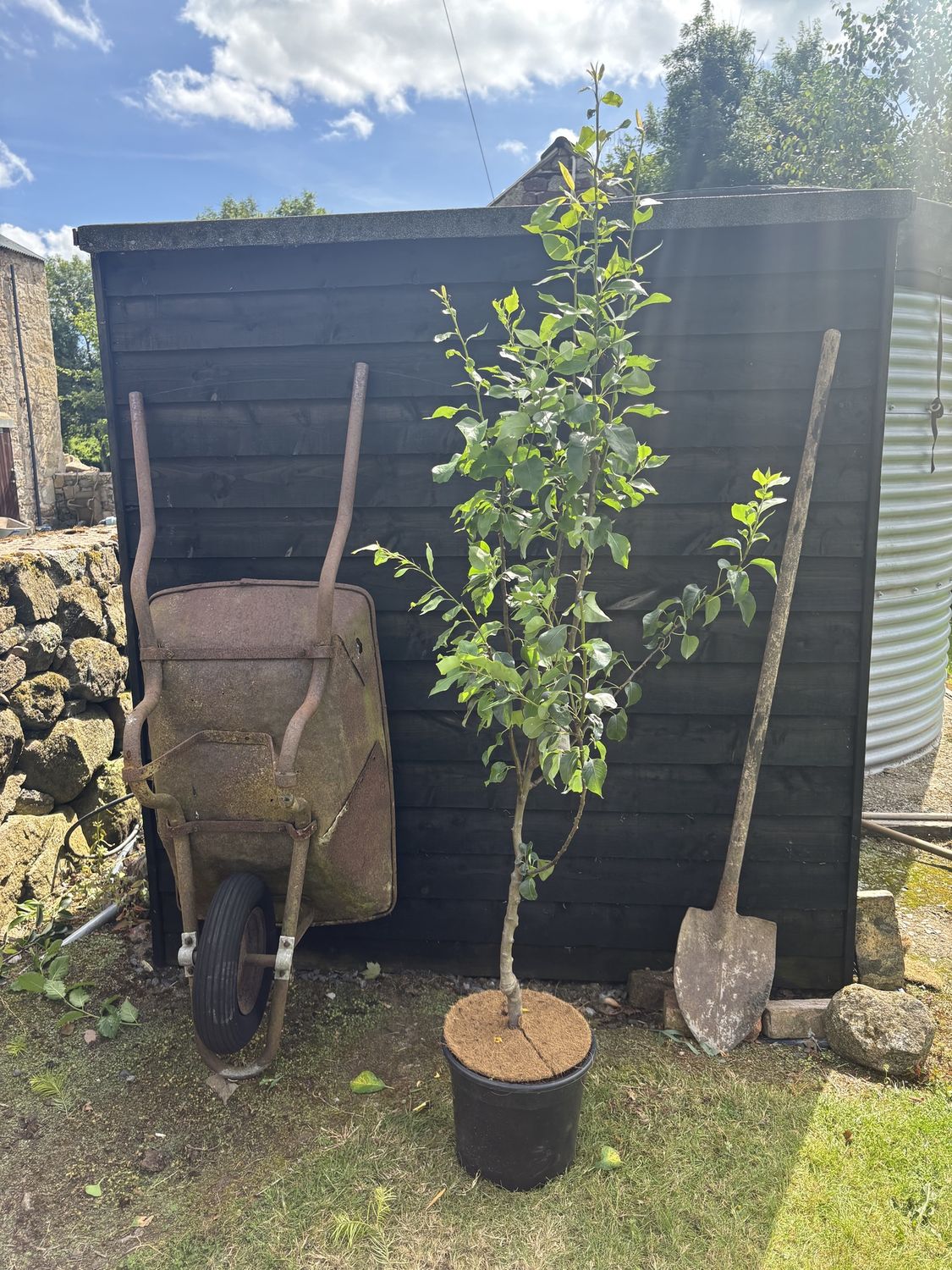 PYRUS communis &#39;Conference&#39; / Pear