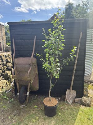 PYRUS communis &#39;Conference&#39; / Pear