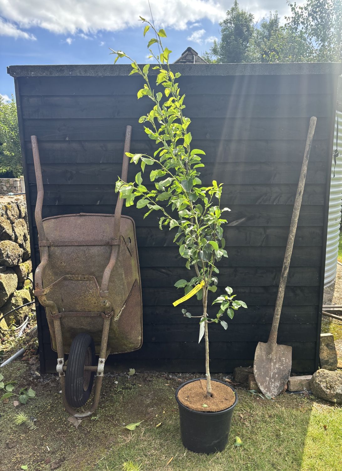 PYRUS domestica &#39;Doyenne du Comice&#39;/ Comice Pear
