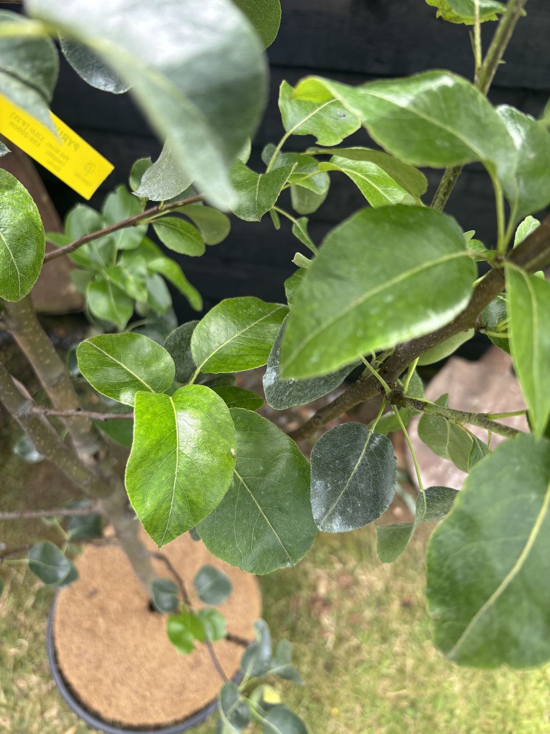 PYRUS communis ‘Beurre Hardy’ / Beurre Hardy Pear