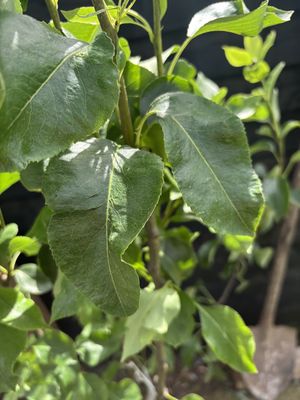 Pear — view 2