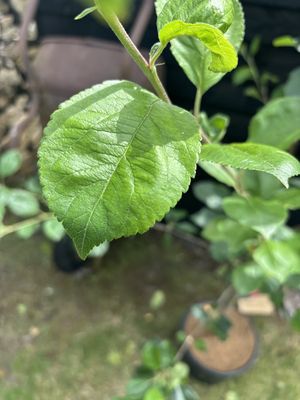 Apple — view 2