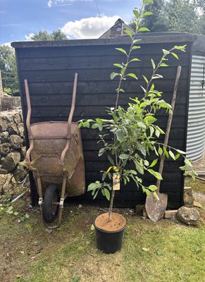MALUS domestica &#39;Laxton&#39;s Superb&#39; / Apple