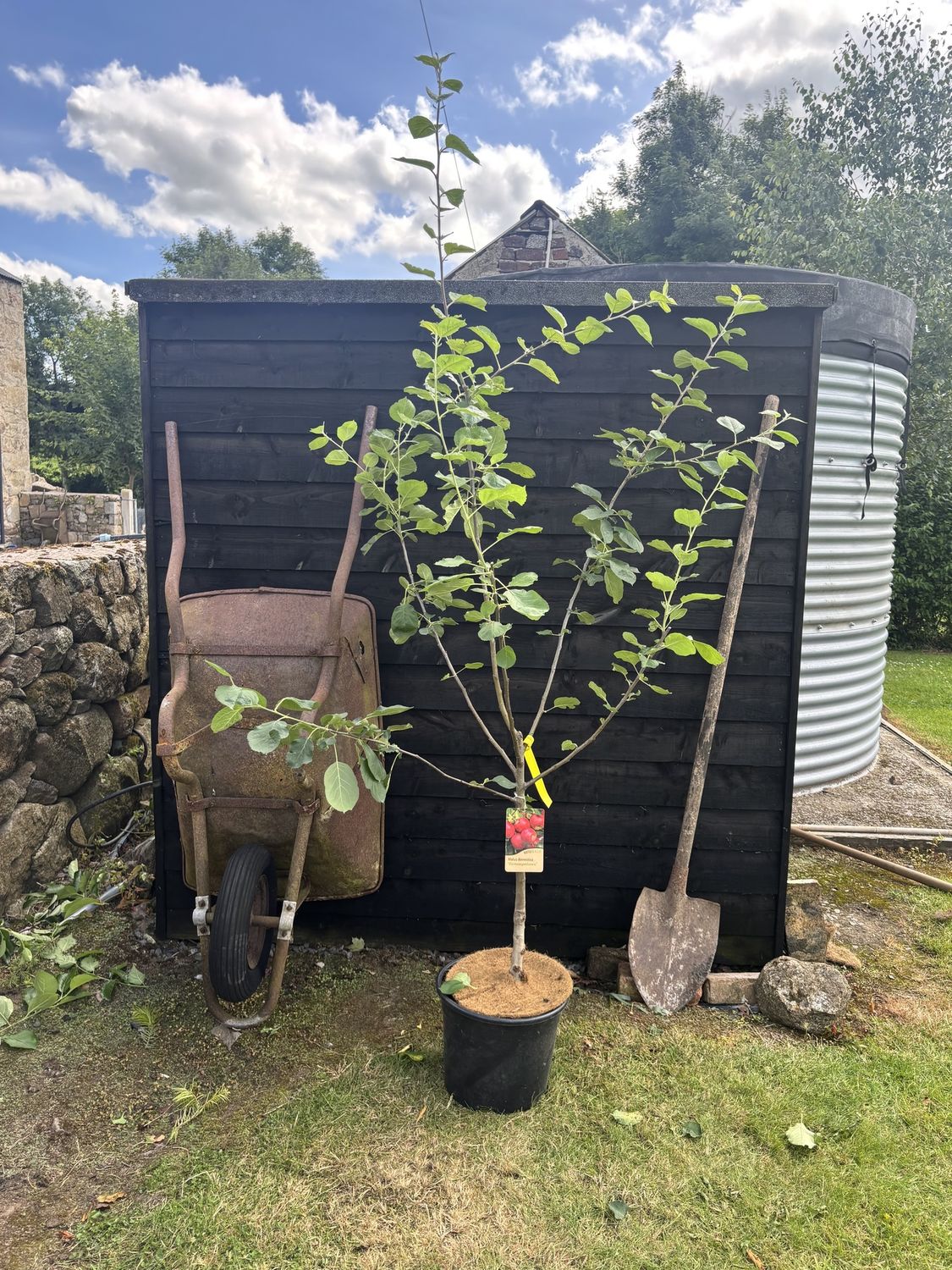 MALUS domestica &#39;Scrumptious&#39; / Apple