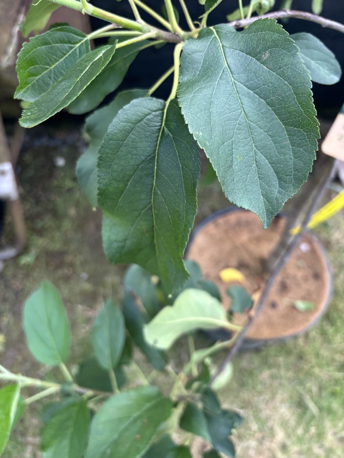 MALUS domestica &#39;Elstar&#39; / Apple