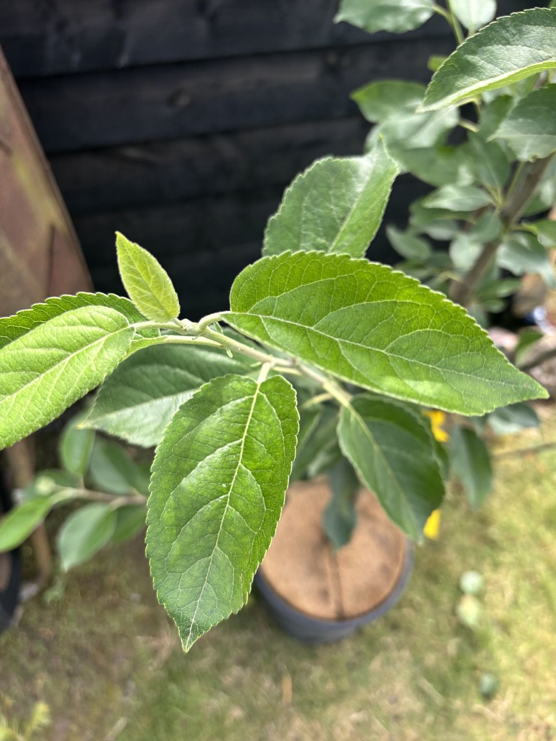 MALUS domestica &#39;Worcester Pearmain&#39; / Apple