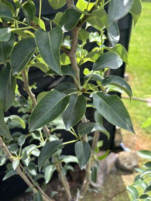Concorde Pear — view 2