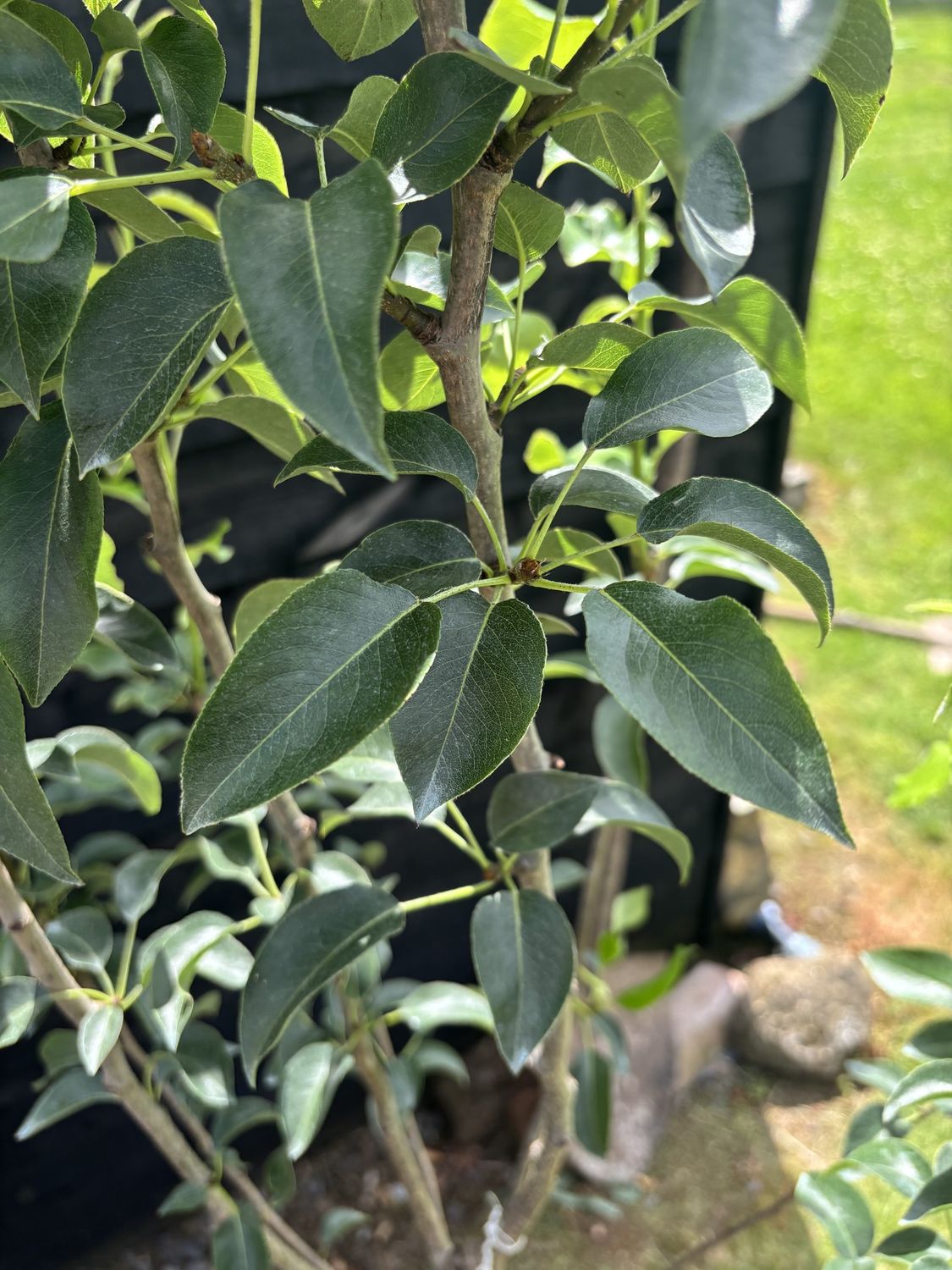 Pyrus communis ‘Concorde’ / Concorde Pear