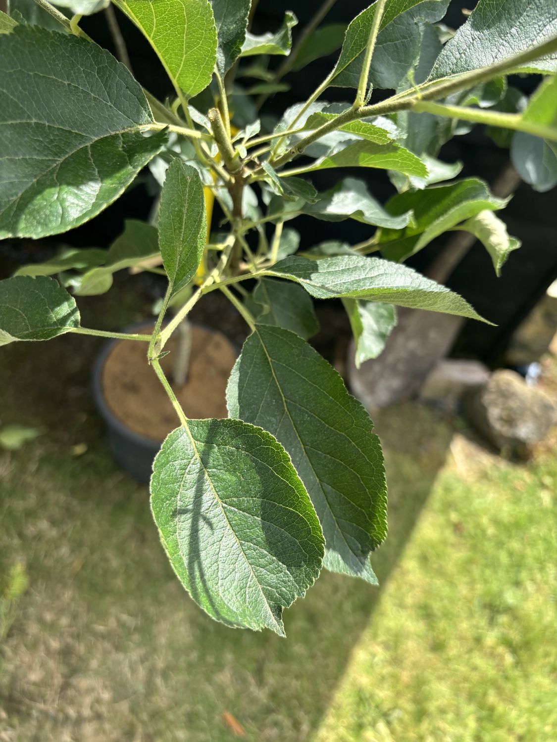 MALUS domestica &#39;Charles Ross&#39; / Apple