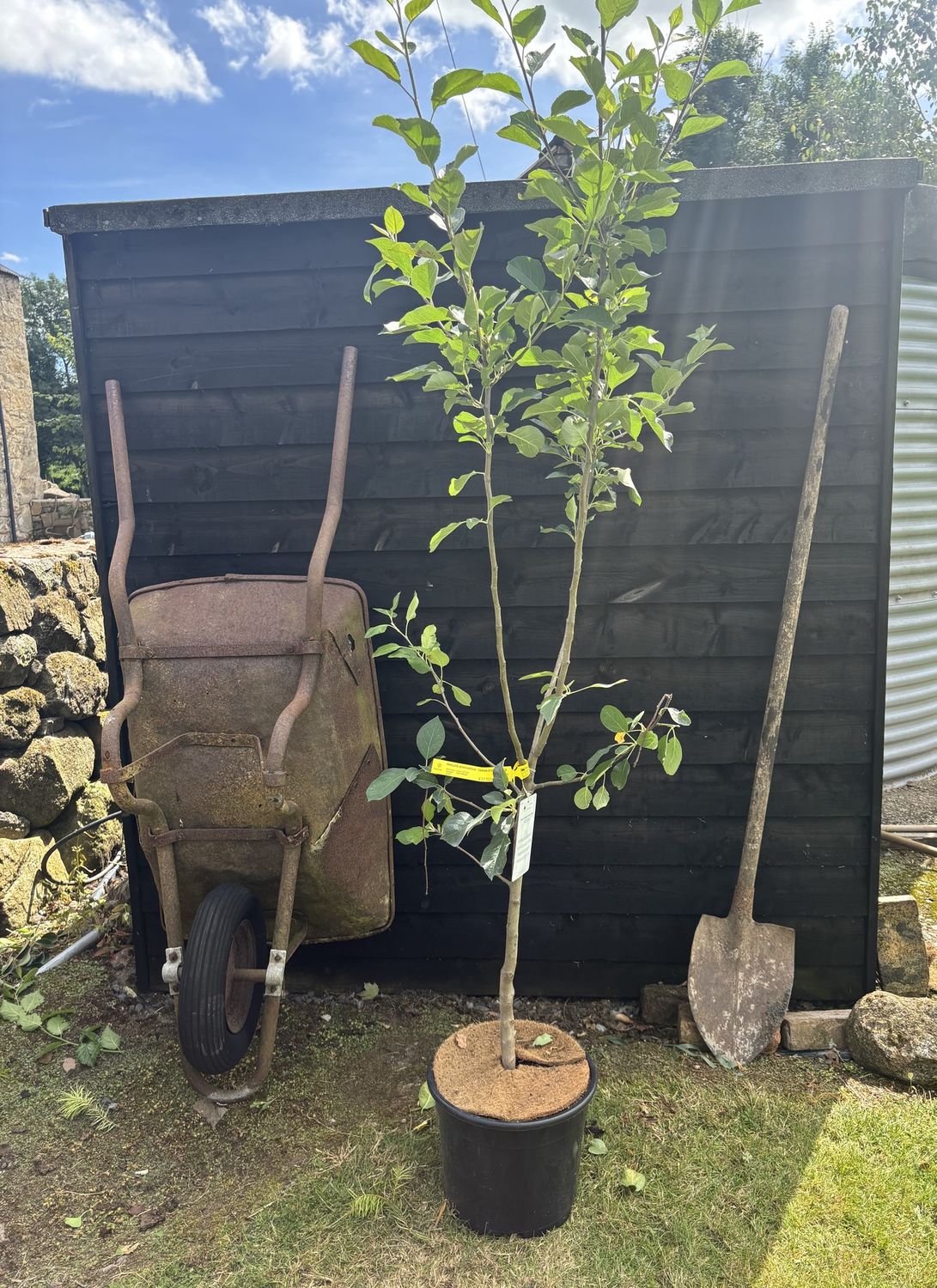 MALUS domestica &#39;James Grieve&#39; / Apple