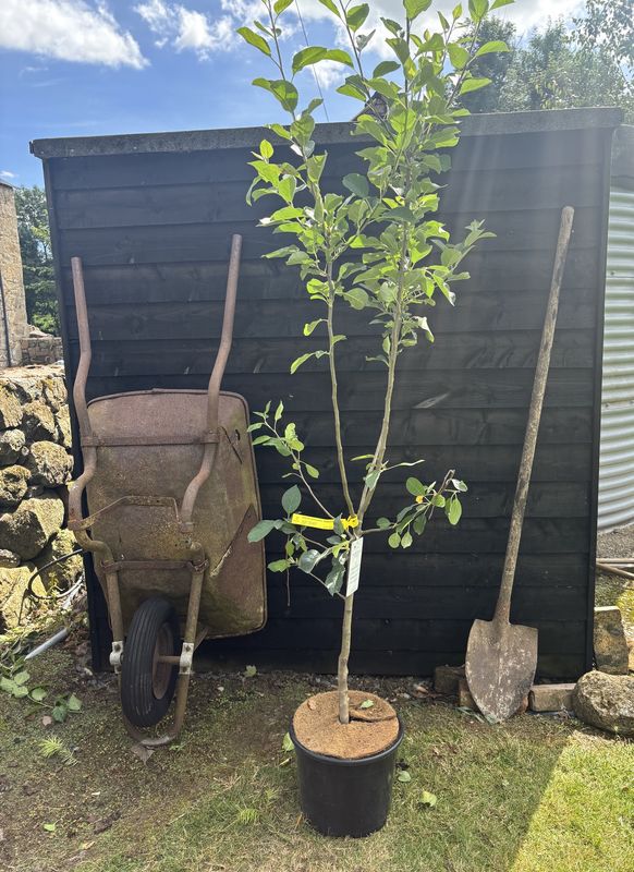Apple tree for sale UK