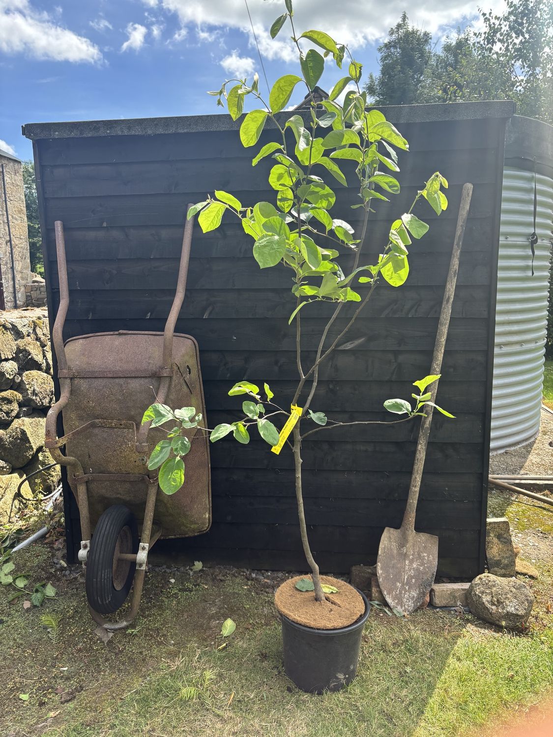 CYDONIA oblonga &#39;Vranja&#39; / Edible Quince
