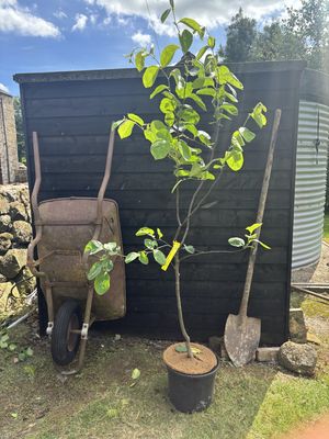 CYDONIA oblonga &#39;Vranja&#39; / Edible Quince