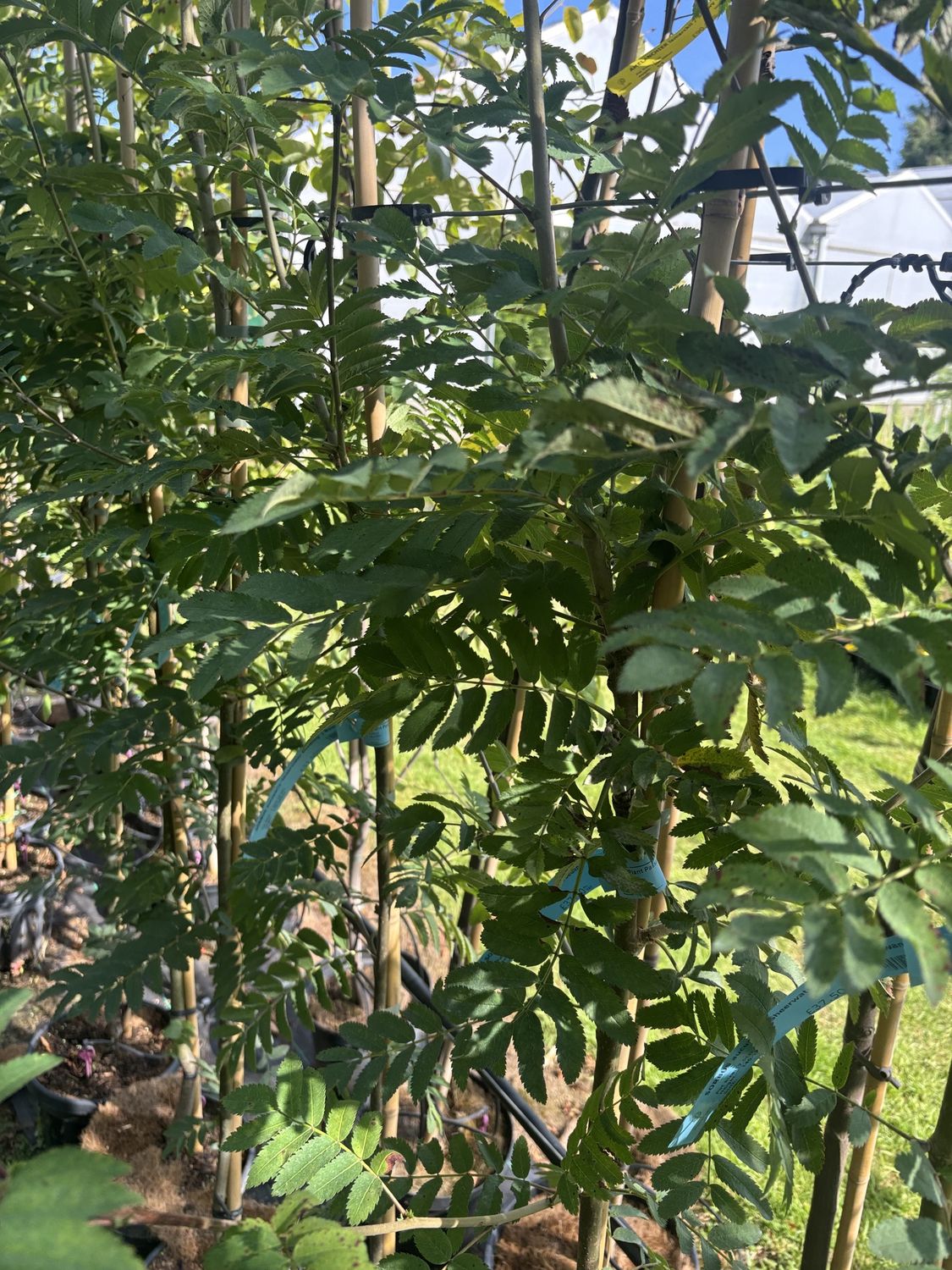 SORBUS aucuparia &#39;Sheerwater Seedling&#39; / Rowan