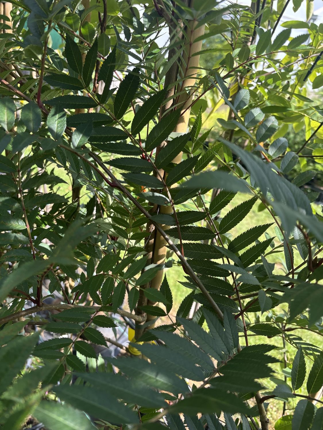 SORBUS &#39;Eastern Promise&#39; / Mountain Ash