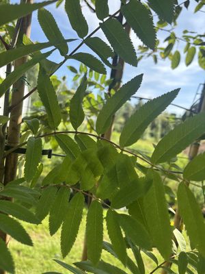 Mountain Ash — view 4