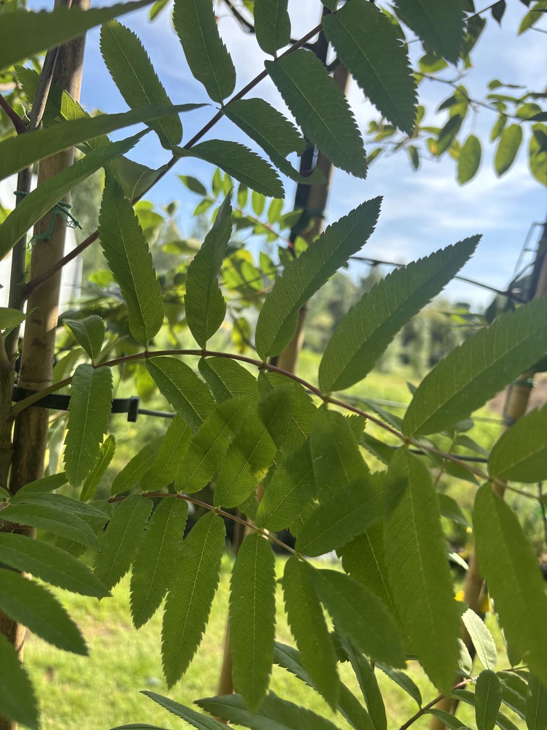 SORBUS  &#39;Golden Wonder&#39; / Mountain Ash