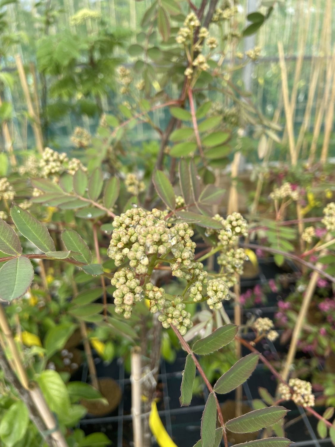 SORBUS hupehensis &#39;Pink Pagoda&#39; / Mountain Ash