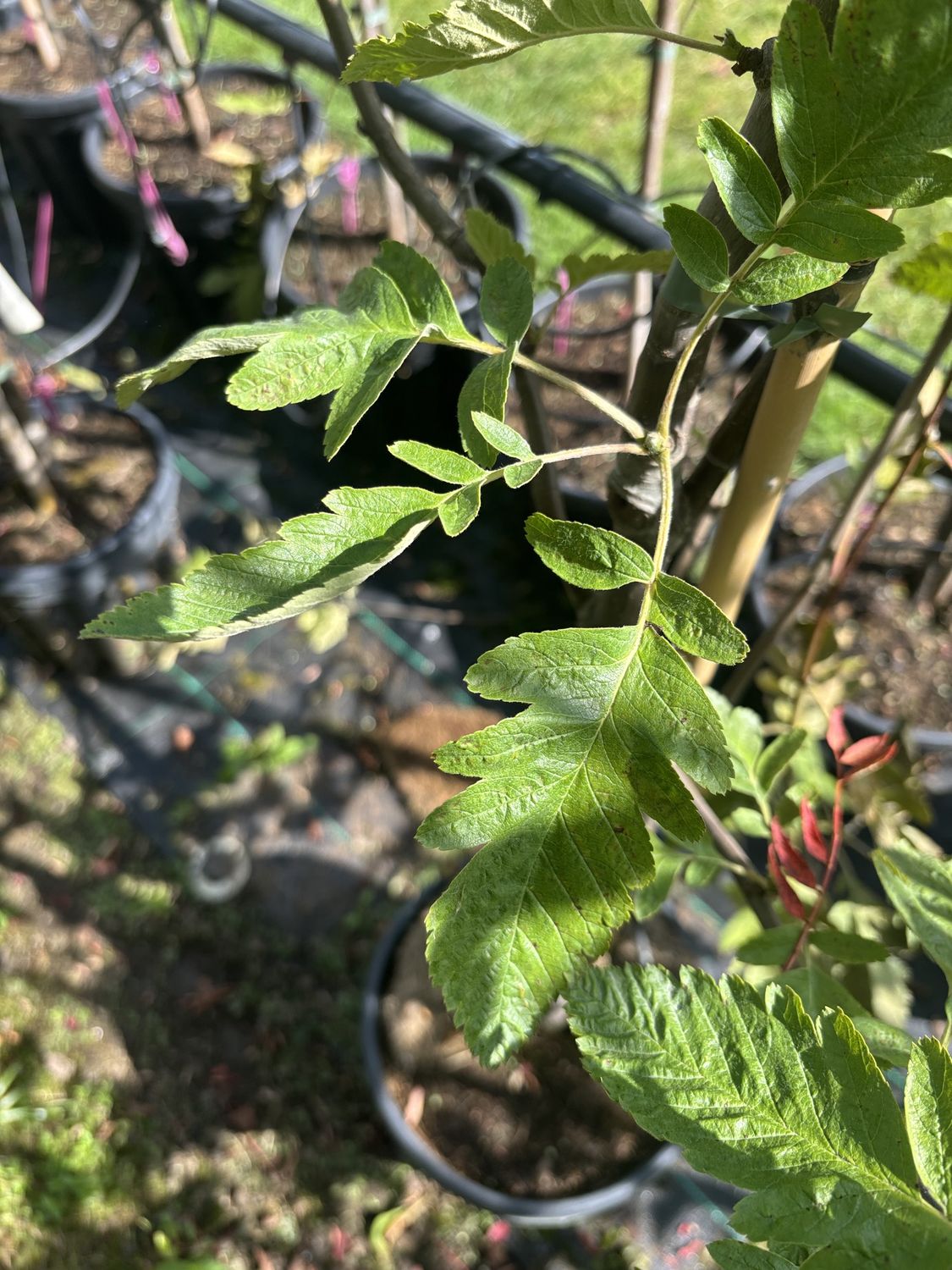 SORBUS thur. &#39;Fastigiata&#39; / Hybrid Whitebeam, Service Tree
