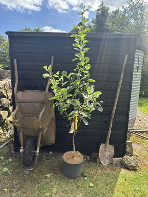 MALUS domestica &#39;Charles Ross&#39; / Apple