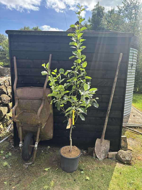Apple tree for sale UK