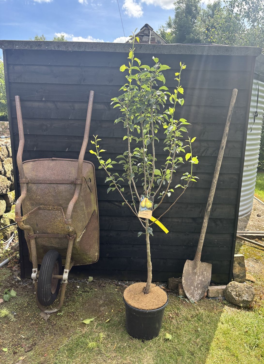 Pyrus communis ‘Concorde’ / Concorde Pear