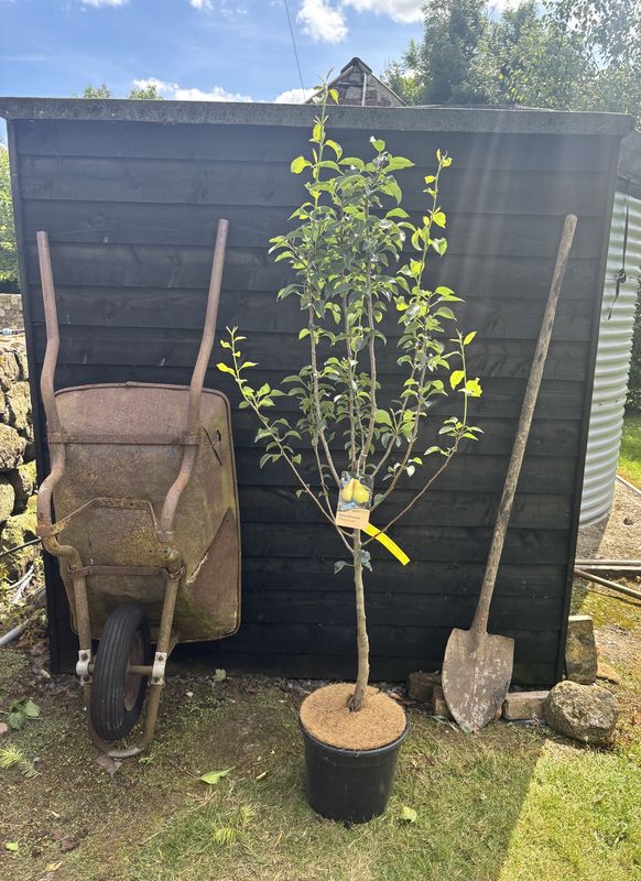 Concorde Pear tree for sale UK