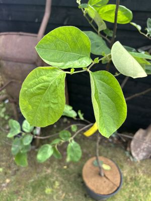 Edible Quince — view 2