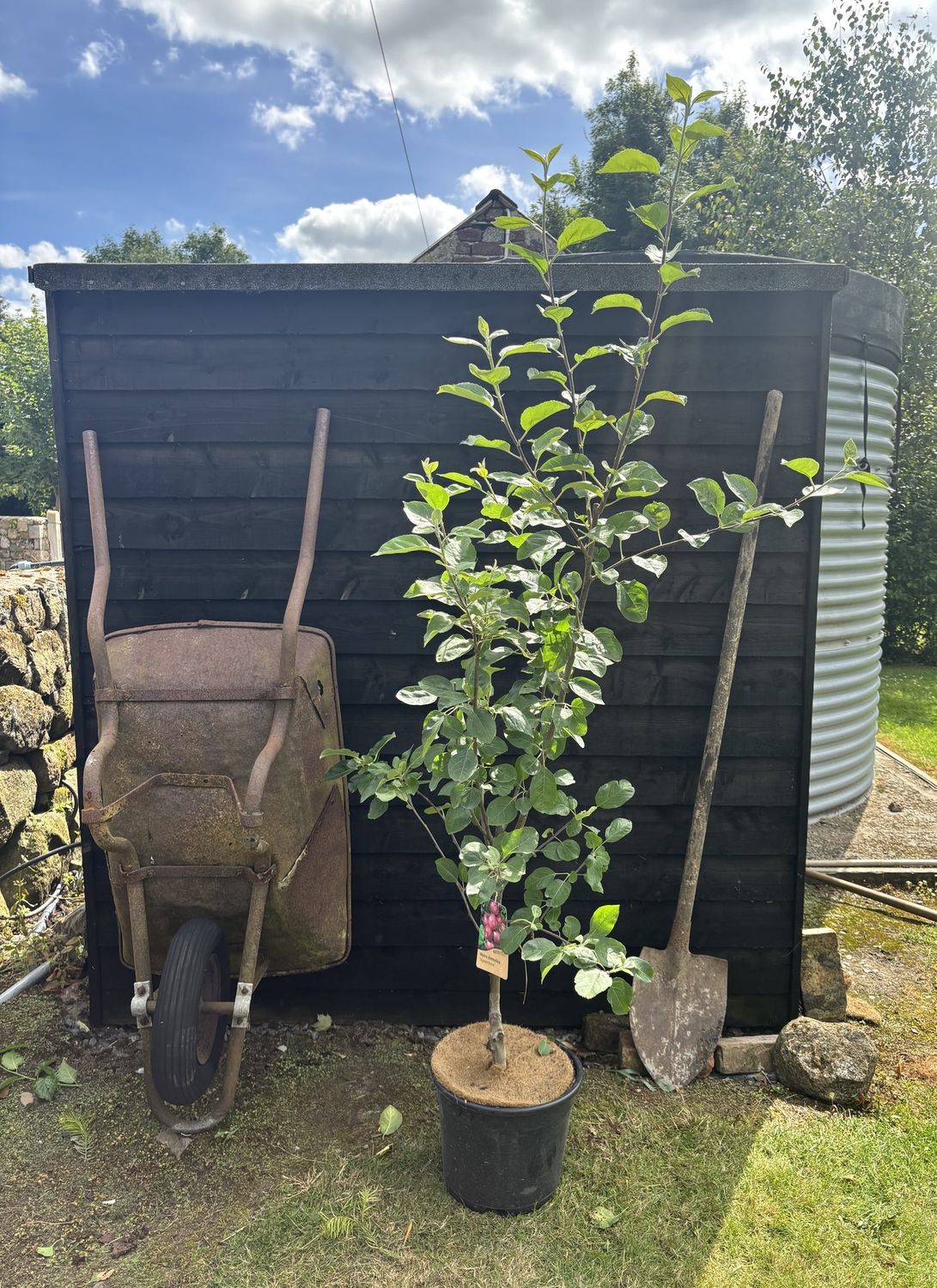 MALUS domestica &#39;Spartan&#39; / Apple