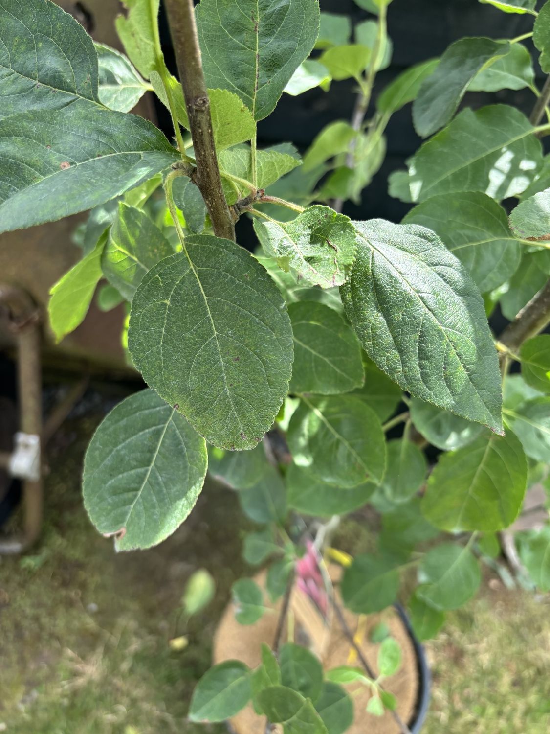 MALUS domestica &#39;Spartan&#39; / Apple