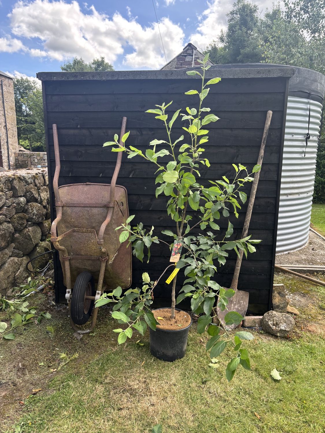MALUS domestica &#39;Elstar&#39; / Apple