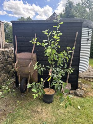 MALUS domestica &#39;Elstar&#39; / Apple