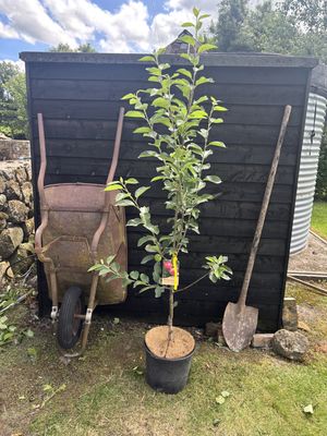 MALUS domestica 'Worcester Pearmain' / Apple MALUS domestica 'Worcester Pearmain' / Apple