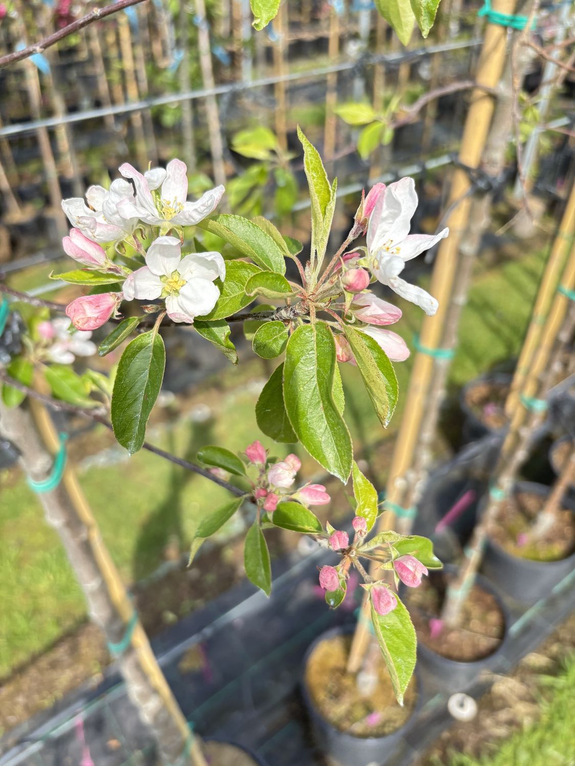 MALUS &#39;John Downie&#39; / Flowering Crab Apple
